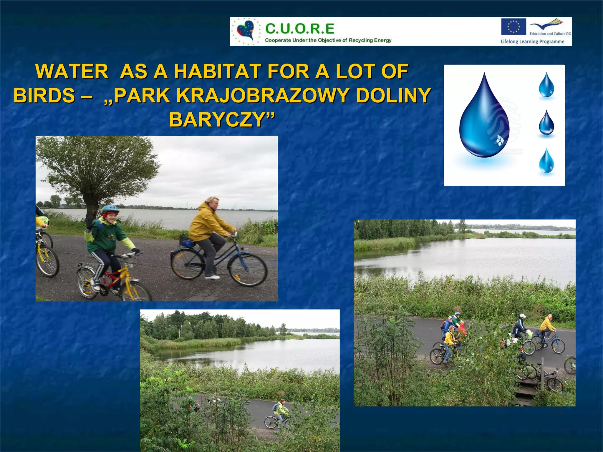 WATER  AS A HABITAT FOR A LOT OF BIRDS –  „PARK KRAJOBRAZOWY DOLINY BARYCZY” 