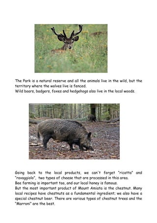The Park is a natural reserve and all the animals live in the wild, but the
territory where the wolves live is fenced.
Wild boars, badgers, foxes and hedgehogs also live in the local woods.




Going back to the local products, we can't forget “ricotta” and
“ravaggiolo”, two types of cheese that are processed in this area.
Bee farming is important too, and our local honey is famous.
But the most important product of Mount Amiata is the chestnut. Many
local recipes have chestnuts as a fundamental ingredient; we also have a
special chestnut beer. There are various types of chestnut trees and the
“Marroni” are the best.
 