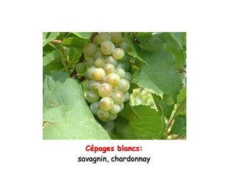 Cépages blancs:
savagnin, chardonnay
 