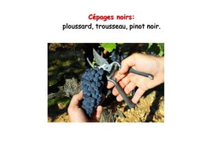 Cépages noirs:
ploussard, trousseau, pinot noir.
 