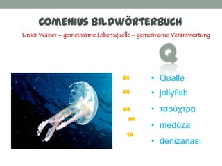 Comenius Bildwörterbuch
Unser Wasser – gemeinsame Lebensquelle – gemeinsame Verantwortung




                                  DE        • Qualle
                                  GB        • jellyfish
                                   GR       • ηζούχηπα
                                    HU
                                            • medúza
                                    TR
                                            • denizanası
 