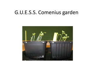 G.U.E.S.S. Comenius garden
 