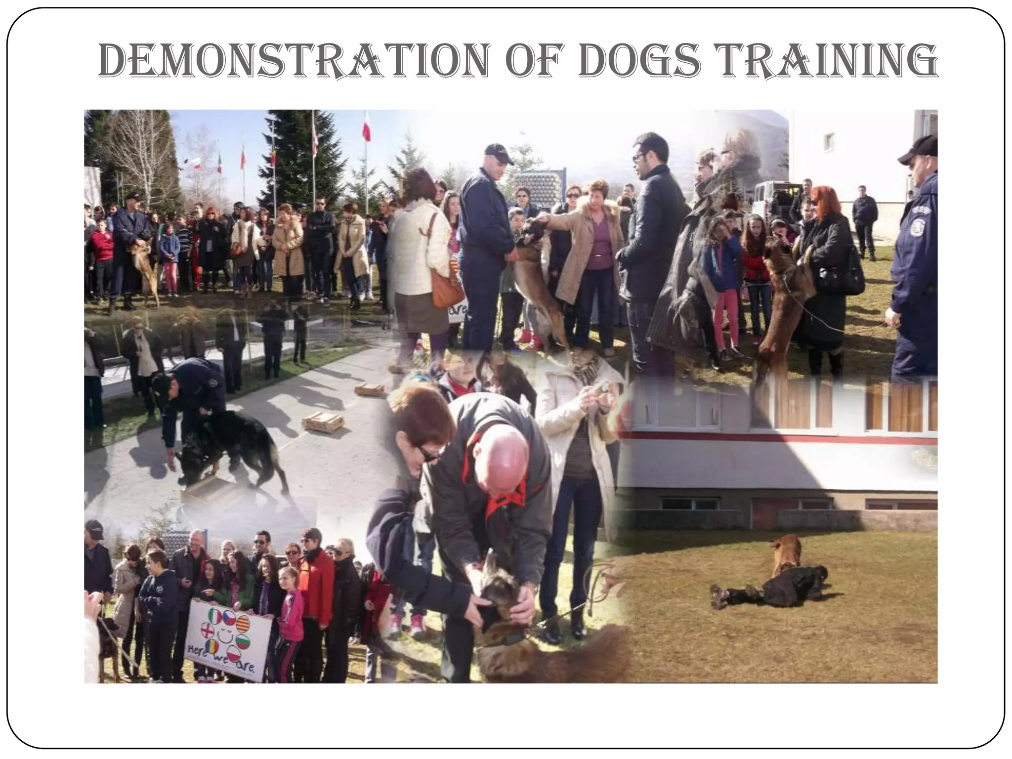 Demonstration of Dogs training
 