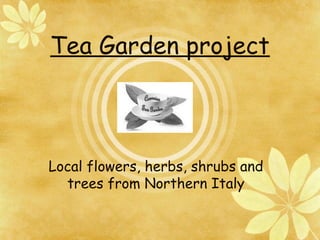Tea Garden project
Local flowers, herbs, shrubs and
trees from Northern Italy
 