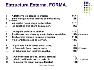 Estructura Externa.  FORMA. 1   A Dafne ya los brazos le crecían,    11A 2  y en luengos ramos vueltos se mostraban;  11B  1º Cuarteto 3  en verdes hojas vi que se tornaban    11B los cabellos que al oro oscurecían.  11A De áspera corteza se cubrían  11A 6  los tiernos miembros, que aún bullendo estaban;  11B  2º Cuarteto 7  los blandos pies en tierra se hincaban    11 B 8  y en torcidas raíces se volvían.   11A 9  Aquél que fue la causa de tal daño,  11C 10  a fuerza de llorar, crecer hacía   11D  1º Terceto el árbol que con lágrimas regaba.   11E 12  ¡Oh miserable estado, oh mal tamaño!   11C 13  ¡Qué con llorarla crezca cada día   11D  2º Terceto 14  la causa y la razón por que lloraba!   11E . Fátima López Rodríguez.  