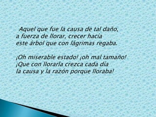 Aquel que fue la causa de tal daño, a fuerza de llorar, crecer hacía este árbol que con lágrimas regaba. ¡Oh miserable estado! ¡oh mal tamaño! ¡Que con llorarla crezca cada día la causa y la razón porque lloraba! 