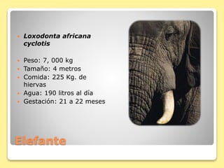 Elefante
 Loxodonta africana
cyclotis
 Peso: 7, 000 kg
 Tamaño: 4 metros
 Comida: 225 Kg. de
hiervas
 Agua: 190 litros al día
 Gestación: 21 a 22 meses
 