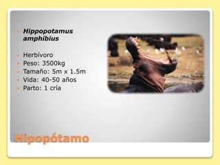 Hipopótamo
 Hippopotamus
amphibius
 Herbívoro
 Peso: 3500kg
 Tamaño: 5m x 1.5m
 Vida: 40-50 años
 Parto: 1 cría
 