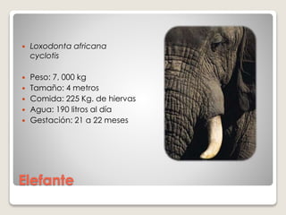 Elefante
 Loxodonta africana
cyclotis
 Peso: 7, 000 kg
 Tamaño: 4 metros
 Comida: 225 Kg. de hiervas
 Agua: 190 litros al día
 Gestación: 21 a 22 meses
 