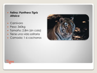 Tigre
 Felino: Panthera Tigris
Altaica
 Carnívoro
 Peso: 360kg
 Tamaño: 2.8m (sin cola)
 Tiene una vida solitaria
 Camada: 1-6 cachorros
 