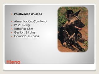 Hiena
 Parahyaena Brunnea
 Alimentación: Carnívoro
 Peso: 150kg
 Tamaño: 1.8m
 Gestión: 84 días
 Camada: 2-5 crías
 