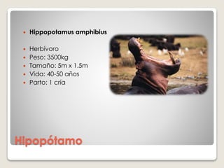 Hipopótamo
 Hippopotamus amphibius
 Herbívoro
 Peso: 3500kg
 Tamaño: 5m x 1.5m
 Vida: 40-50 años
 Parto: 1 cría
 