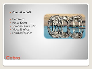 Cebra
 Equus Burchelli
 Herbívoro
 Peso: 320kg
 Tamaño: 2m x 1.3m
 Vida: 25 años
 Familia: Équidos
 