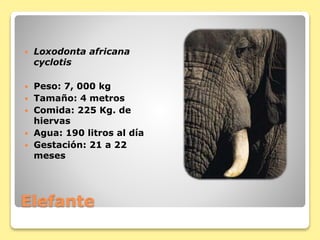 Elefante
 Loxodonta africana
cyclotis
 Peso: 7, 000 kg
 Tamaño: 4 metros
 Comida: 225 Kg. de
hiervas
 Agua: 190 litros al día
 Gestación: 21 a 22
meses
 