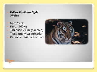 Tigre
 Felino: Panthera Tigris
Altaica
 Carnívoro
 Peso: 360kg
 Tamaño: 2.8m (sin cola)
 Tiene una vida solitaria
 Camada: 1-6 cachorros
 