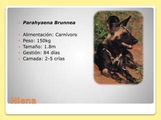 Hiena
 Parahyaena Brunnea
 Alimentación: Carnívoro
 Peso: 150kg
 Tamaño: 1.8m
 Gestión: 84 días
 Camada: 2-5 crías
 