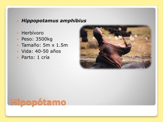 Hipopótamo
 Hippopotamus amphibius
 Herbívoro
 Peso: 3500kg
 Tamaño: 5m x 1.5m
 Vida: 40-50 años
 Parto: 1 cría
 