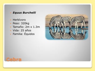 Cebra
 Equus Burchelli
 Herbívoro
 Peso: 320kg
 Tamaño: 2m x 1.3m
 Vida: 25 años
 Familia: Équidos
 