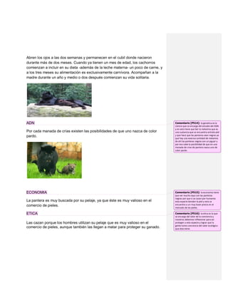 Abren los ojos a las dos semanas y permanecen en el cubil donde nacieron
durante más de dos meses. Cuando ya tienen un mes de edad, los cachorros
comienzan a incluir en su dieta -además de la leche materna- un poco de carne, y
a los tres meses su alimentación es exclusivamente carnívora. Acompañan a la
madre durante un año y medio o dos después comienzan su vida solitaria.




ADN                                                                                Comentario [P514]: la genetica es la
                                                                                   ciencia que se encarga del estudio del ADN
                                                                                   y en esto tiene que ber la melanina que es
Por cada manada de crías existen las posibilidades de que uno nazca de color       una sustancia que se encuentra entrela piel
pardo.                                                                             y que hace que las panteras sean negras ya
                                                                                   que hay una execiva cantidad de melanina
                                                                                   de ahi las panteras negras son un jaguar y
                                                                                   por eso cabe la pocibilidad de que en una
                                                                                   manada de crias de pantera nasca uno de
                                                                                   color pardo.




ECONOMIA                                                                           Comentario [P515]: la economia tiene
                                                                                   que ver mucho aqui con las panteras
                                                                                   negras por que si se cazan por humanos
La pantera es muy buscada por su pelaje, ya que éste es muy valioso en el          esta especie benden la piel y esta se
comercio de pieles.                                                                encuentra a un muy buen precio en el
                                                                                   mercado de las pieles.

ETICA                                                                              Comentario [P516]: la etica es la que
                                                                                   se encarga del valor de la conciencia y
                                                                                   nosotros debemos reflexionar para así
Las cazan porque los hombres utilizan su pelaje que es muy valioso en el           proteger a esta especie y lograr que la
                                                                                   gente tome conciencia del valor ecológico
comercio de pieles, aunque también las llegan a matar para proteger su ganado.     que ésta tiene.
 