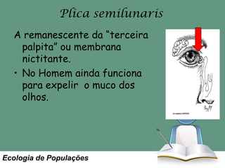 Plica semilunaris
A remanescente da “terceira
palpita” ou membrana
nictitante.
• No Homem ainda funciona
para expelir o muco dos
olhos.

Ecologia de Populações

 