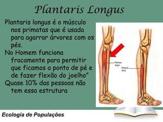 Plantaris Longus
Plantaris longus é o músculo
nos primatas que é usada
para agarrar árvores com os
pés.
No Homem funciona
fracamente para permitir
que ficamos a ponto de pé e
de fazer flexão do joelho”
Quase 10% das pessoas não
tem essa estrutura

Ecologia de Populações

 