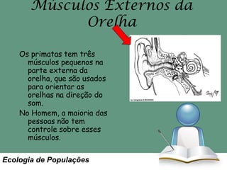Músculos Externos da
Orelha
Os primatas tem três
músculos pequenos na
parte externa da
orelha, que são usados
para orientar as
orelhas na direção do
som.
No Homem, a maioria das
pessoas não tem
controle sobre esses
músculos.

Ecologia de Populações

 