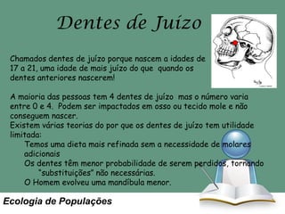 Dentes de Juízo
Chamados dentes de juízo porque nascem a idades de
17 a 21, uma idade de mais juízo do que quando os
dentes anteriores nascerem!
A maioria das pessoas tem 4 dentes de juízo mas o número varia
entre 0 e 4. Podem ser impactados em osso ou tecido mole e não
conseguem nascer.
Existem várias teorias do por que os dentes de juízo tem utilidade
limitada:
Temos uma dieta mais refinada sem a necessidade de molares
adicionais
Os dentes têm menor probabilidade de serem perdidos, tornando
“substituições” não necessárias.
O Homem evolveu uma mandíbula menor.

Ecologia de Populações

 
