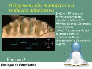 O hypocone dos mamíferos e a
radiação adaptativa

Evoluiu > 20 vezes de
forma independente
durante os últimos 65
Milhões de anos. Os grupos
com hypocone
diversificaram mas do que
os grupos sem. O
hypocone melhora o
processamento de matéria
vegetal.

Por que?
Ecologia de Populações

 