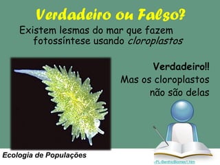 Verdadeiro ou Falso?

Existem lesmas do mar que fazem
fotossíntese usando cloroplastos

Verdadeiro!!
Mas os cloroplastos
não são delas

Ecologia de Populações
Image source: http://www.morning-earth.org/Graphic-E/BIOSPHERE/Bios-PL-BenthicBiomes1.htm

 
