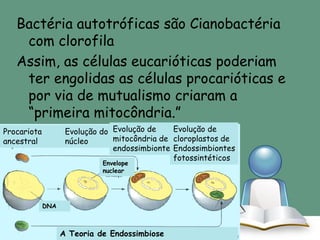 Bactéria autotróficas são Cianobactéria
com clorofila
Assim, as células eucarióticas poderiam
ter engolidas as células procarióticas e
por via de mutualismo criaram a
“primeira mitocôndria.”
Evolução de
Evolução do Evolução de
mitocôndria de cloroplastos de
núcleo
endossimbiontesEndossimbiontes
fotossintéticos

Procariota
ancestral

Envelope
nuclear

DNA

A Teoria de Endossimbiose

 