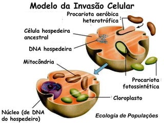 Modelo da Invasão Celular
Procariota aeróbica
heterotrófica

Célula hospedeira
ancestral
DNA hospedeira
Mitocôndria
Procariota
fotossintética
Cloroplasto
Núcleo (de DNA
do hospedeiro)

Ecologia de Populações

 