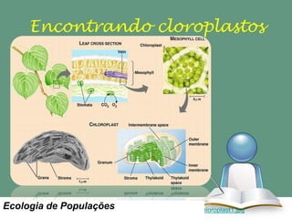 Encontrando cloroplastos

Ecologia de Populações
http://www.sciencehelpdesk.com/img/bg3_1/OrganellesChloroplast1.jpg

 