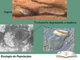 Digestion of cellulose--Gut symbionts
Cupins

Trichoninfa degradando a madeira

Ecologia de Populações

 