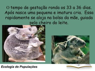 O tempo de gestação ronda os 33 a 36 dias.
Após nasce uma pequena e imatura cria. Essa
rapidamente se aloja na bolsa da mãe, guiada
pelo cheiro do leite.

Ecologia de Populações

 
