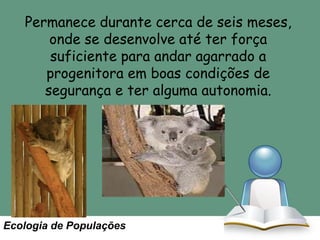 Permanece durante cerca de seis meses,
onde se desenvolve até ter força
suficiente para andar agarrado a
progenitora em boas condições de
segurança e ter alguma autonomia.

Ecologia de Populações

 