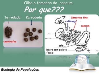 Olhe o tamanho do caecum.

Por que???
1a rodada

2a rodada

Intestino fino
estômago
caecum
fígado

cecotrofos

pâncreas
colo
Recto com pellets
fecais

Ecologia de Populações

Anus

 