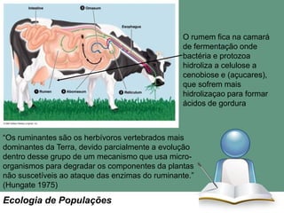 Ruminant digestion
O rumem fica na camará
de fermentação onde
bactéria e protozoa
hidroliza a celulose a
cenobiose e (açucares),
que sofrem mais
hidrolizaçao para formar
ácidos de gordura

“Os ruminantes são os herbívoros vertebrados mais
dominantes da Terra, devido parcialmente a evolução
dentro desse grupo de um mecanismo que usa microorganismos para degradar os componentes da plantas
não suscetíveis ao ataque das enzimas do ruminante.”
(Hungate 1975)

Ecologia de Populações

 