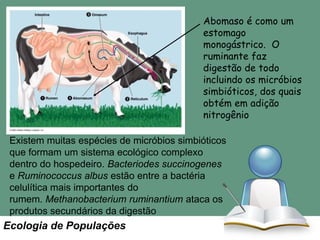 Ruminant digestion

Abomaso é como um
estomago
monogástrico. O
ruminante faz
digestão de todo
incluindo os micróbios
simbióticos, dos quais
obtém em adição
nitrogênio

Existem muitas espécies de micróbios simbióticos
que formam um sistema ecológico complexo
dentro do hospedeiro. Bacteriodes succinogenes
e Ruminococcus albus estão entre a bactéria
celulítica mais importantes do
rumem. Methanobacterium ruminantium ataca os
produtos secundários da digestão

Ecologia de Populações

 