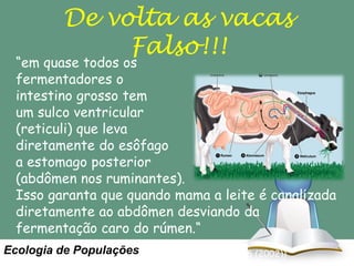 De volta as vacas
Falso!!!

“em quase todos os
fermentadores o
intestino grosso tem
um sulco ventricular
(reticuli) que leva
diretamente do esôfago
a estomago posterior
(abdômen nos ruminantes).
Isso garanta que quando mama a leite é canalizada
diretamente ao abdômen desviando da
fermentação caro do rúmen.“
Ecologia(de Populaçõesand Comp. Biol, 42: 319-326 (2002))
R. L. Mackie, Intro.

 