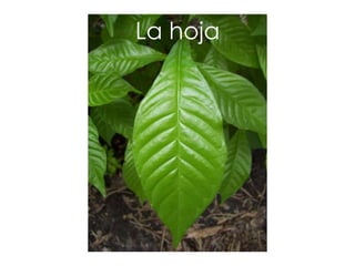 La hoja
 