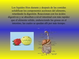 Los liquidos fríos durante y después de las comidas
   solidifican los componentes aceitosos del alimento,
    retardando la digestión. Reaccionan con los ácidos
digestivos y se absorben a nivel intestinal con más rapidez
   que el alimento sólido, endureciendo las grasas en el
    intestino, las cuales se quedan allí por más tiempo.
 