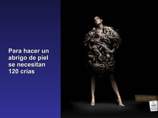 Para hacer un abrigo de piel se necesitan 120 crías 