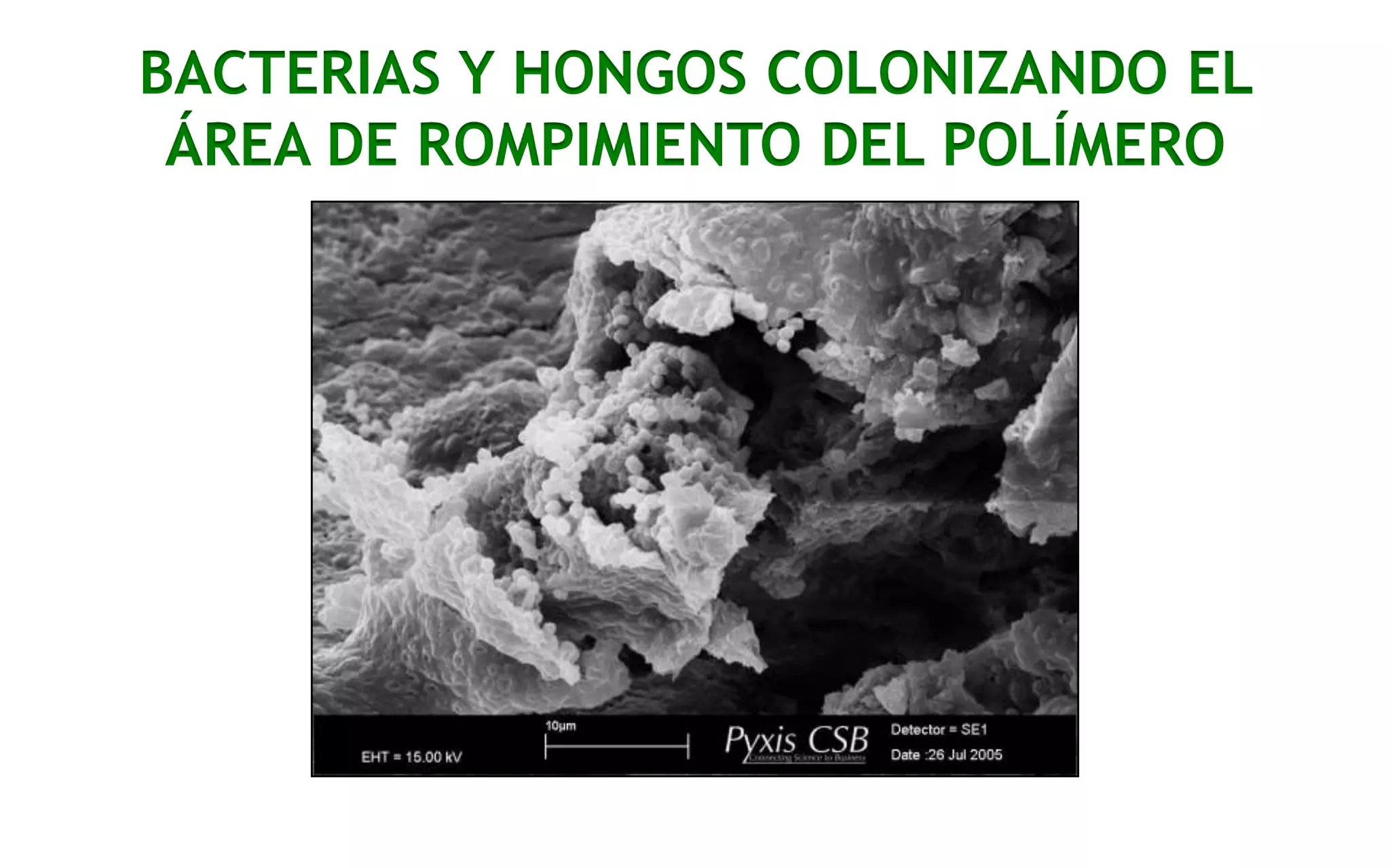 BACTERIAS Y HONGOS COLONIZANDO EL
ÁREA DE ROMPIMIENTO DEL POLÍMERO

 