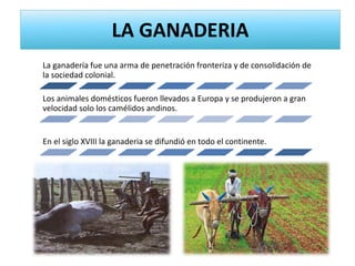 LA GANADERIA
La ganadería fue una arma de penetración fronteriza y de consolidación de
la sociedad colonial.
Los animales domésticos fueron llevados a Europa y se produjeron a gran
velocidad solo los camélidos andinos.
En el siglo XVIII la ganaderia se difundió en todo el continente.
 