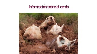 Información sobre el cerdo
 