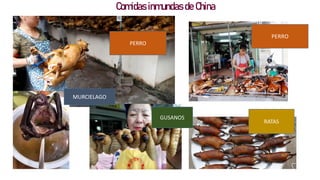 Comidas inmundas de China
PERRO
MURCIELAGO
GUSANOS
RATAS
 
