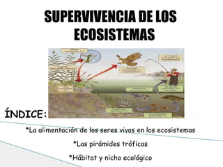 SUPERVIVENCIA DE LOS ECOSISTEMAS ÍNDICE: *La alimentación de los seres vivos en los ecosistemas *Las pirámides tróficas *Hábitat y nicho ecológico 