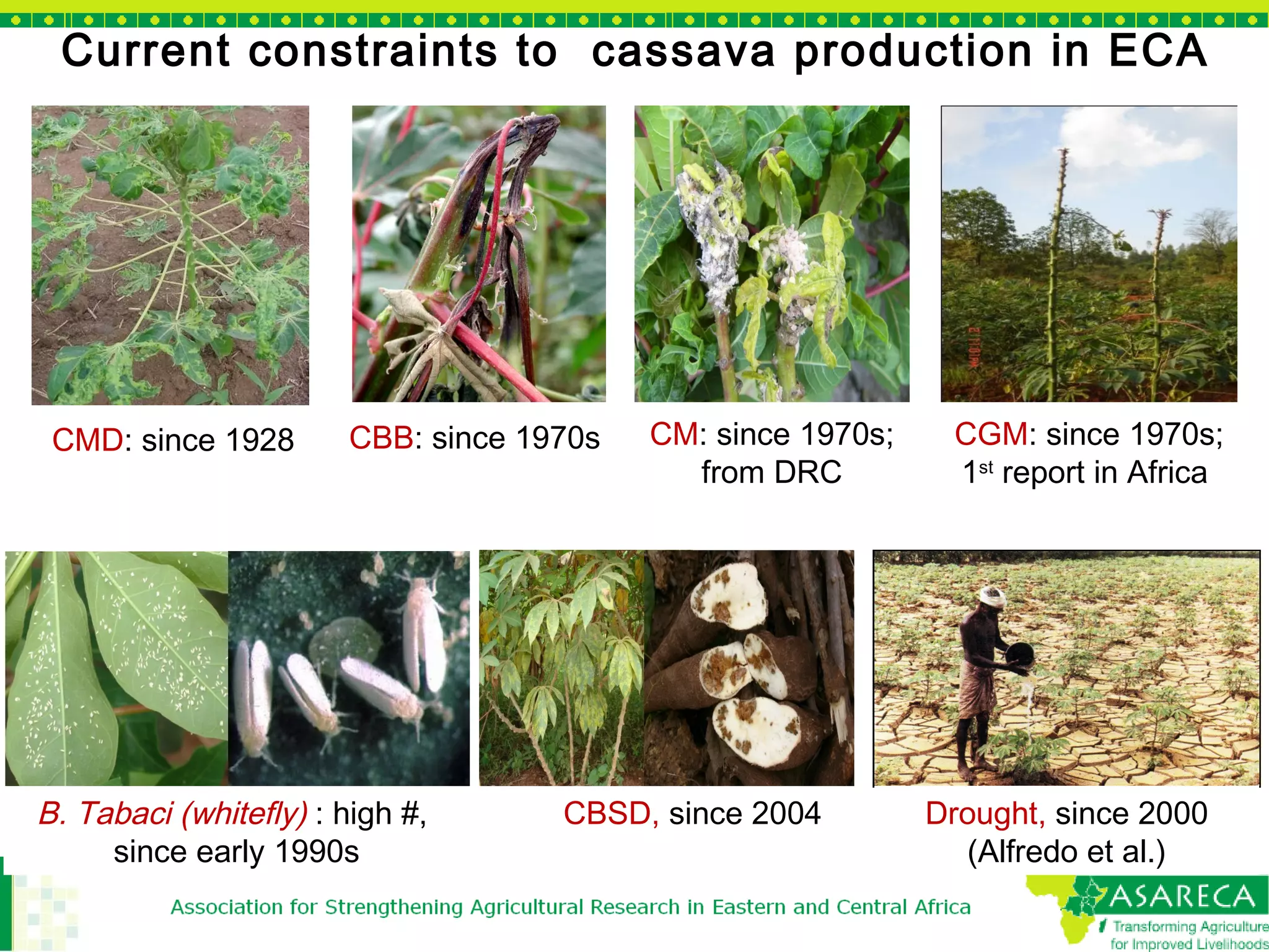 Cassava Seed Multiplication and Distribution of Improved New Varieties ...