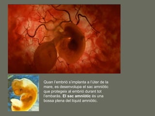 Quan l’embrió s’implanta a l’úter de la mare, es desenvolupa el sac amniòtic que protegeix al embrió durant tot l’embaràs....