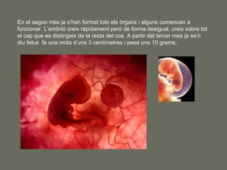 En el segon mes ja s’han format tots els òrgans i alguns comencen a funcionar. L’embrió creix ràpidament però de forma des...